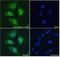 Asporin antibody, NB100-1514, Novus Biologicals, Immunofluorescence image 