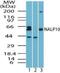 NLR Family Pyrin Domain Containing 10 antibody, NBP2-24606, Novus Biologicals, Western Blot image 