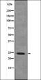 Tubulin Polymerization Promoting Protein antibody, orb335997, Biorbyt, Western Blot image 