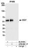 CD27 Molecule antibody, A700-083, Bethyl Labs, Immunoprecipitation image 