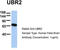 E3 ubiquitin-protein ligase UBR2 antibody, TA329851, Origene, Western Blot image 