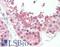 Large proline-rich protein BAG6 antibody, LS-B10360, Lifespan Biosciences, Immunohistochemistry frozen image 
