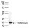 Histone H3 antibody, NBP2-59205, Novus Biologicals, Western Blot image 