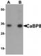 Calneuron 1 antibody, TA320037, Origene, Western Blot image 