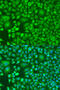 HAP antibody, 16-384, ProSci, Immunofluorescence image 