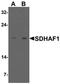 Succinate Dehydrogenase Complex Assembly Factor 1 antibody, orb75802, Biorbyt, Western Blot image 