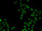 Single-stranded DNA-binding protein, mitochondrial antibody, 22-609, ProSci, Immunoprecipitation image 