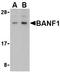 Barrier-to-autointegration factor antibody, TA306382, Origene, Western Blot image 