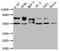 Trophoblast Glycoprotein antibody, CSB-RA902876A0HU, Cusabio, Western Blot image 