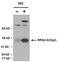 RPA34 antibody, PA5-39809, Invitrogen Antibodies, Western Blot image 