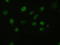 Heparin-binding growth factor 2 antibody, TA500012, Origene, Immunofluorescence image 