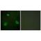 Anoctamin 7 antibody, PA5-49839, Invitrogen Antibodies, Immunofluorescence image 