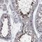 Centrosomal Protein 85 Like antibody, HPA029139, Atlas Antibodies, Immunohistochemistry frozen image 