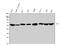 Non-POU Domain Containing Octamer Binding antibody, M03515, Boster Biological Technology, Western Blot image 