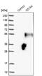 Sialomucin core protein 24 antibody, PA5-52716, Invitrogen Antibodies, Western Blot image 