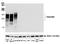 Carcinoembryonic Antigen Related Cell Adhesion Molecule 1 antibody, A700-032, Bethyl Labs, Western Blot image 