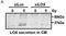 Lysyl Oxidase antibody, NB100-2527, Novus Biologicals, Western Blot image 