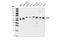 Abl Interactor 1 antibody, 39444S, Cell Signaling Technology, Western Blot image 