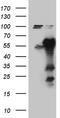 Glutamyl-TRNA Synthetase 2, Mitochondrial antibody, TA810522, Origene, Western Blot image 