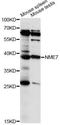 Nucleoside diphosphate kinase 7 antibody, LS-C749863, Lifespan Biosciences, Western Blot image 