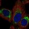 Mitochondrial Ribosomal Protein L14 antibody, NBP2-57363, Novus Biologicals, Immunofluorescence image 