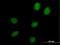 HEAT Repeat Containing 9 antibody, H00256957-B01P, Novus Biologicals, Immunocytochemistry image 