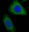 NADH:Ubiquinone Oxidoreductase Subunit B8 antibody, FNab05625, FineTest, Immunofluorescence image 