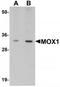 Homeobox protein MOX-1 antibody, TA319681, Origene, Western Blot image 