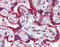 Calnexin antibody, GTX13505, GeneTex, Immunohistochemistry paraffin image 