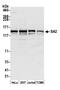 Cohesin subunit SA-2 antibody, A300-158A, Bethyl Labs, Western Blot image 