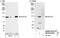 Nucleoporin 107 antibody, NB100-93328, Novus Biologicals, Western Blot image 