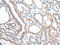 VANGL Planar Cell Polarity Protein 1 antibody, CSB-PA698804, Cusabio, Immunohistochemistry paraffin image 