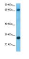 Serine/arginine-rich splicing factor 7 antibody, orb331486, Biorbyt, Western Blot image 