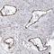 Zinc Finger GRF-Type Containing 1 antibody, NBP2-48596, Novus Biologicals, Immunohistochemistry frozen image 