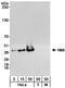 N-Myc And STAT Interactor antibody, NB100-764, Novus Biologicals, Western Blot image 