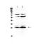 Complement Factor D antibody, PA5-79035, Invitrogen Antibodies, Western Blot image 