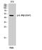 C-X-C Motif Chemokine Receptor 2 antibody, A00455S347, Boster Biological Technology, Western Blot image 