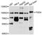 FYVE, RhoGEF And PH Domain Containing 4 antibody, A8596, ABclonal Technology, Western Blot image 