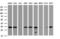 ATP Synthase F1 Subunit Gamma antibody, M32261, Boster Biological Technology, Western Blot image 