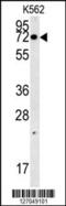 Asc-type amino acid transporter 1 antibody, 61-957, ProSci, Western Blot image 