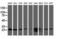 Caseinolytic Mitochondrial Matrix Peptidase Proteolytic Subunit antibody, NBP2-03323, Novus Biologicals, Western Blot image 