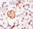 BCL2 Like 1 antibody, V2011-100UG, NSJ Bioreagents, Western Blot image 