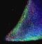 Nanog Homeobox antibody, NB110-40660, Novus Biologicals, Immunofluorescence image 