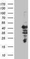 MAGE Family Member B2 antibody, TA811621, Origene, Western Blot image 
