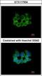 60S ribosomal protein L8 antibody, GTX117934, GeneTex, Immunocytochemistry image 