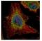 Epoxide Hydrolase 1 antibody, NBP1-32882, Novus Biologicals, Immunocytochemistry image 