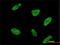 RNA Polymerase III Subunit K antibody, H00051728-M01, Novus Biologicals, Immunocytochemistry image 