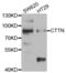Cortactin antibody, abx004439, Abbexa, Western Blot image 