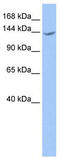 Cache Domain Containing 1 antibody, TA338446, Origene, Western Blot image 