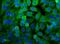 Lactate Dehydrogenase A antibody, PA5-23036, Invitrogen Antibodies, Immunofluorescence image 